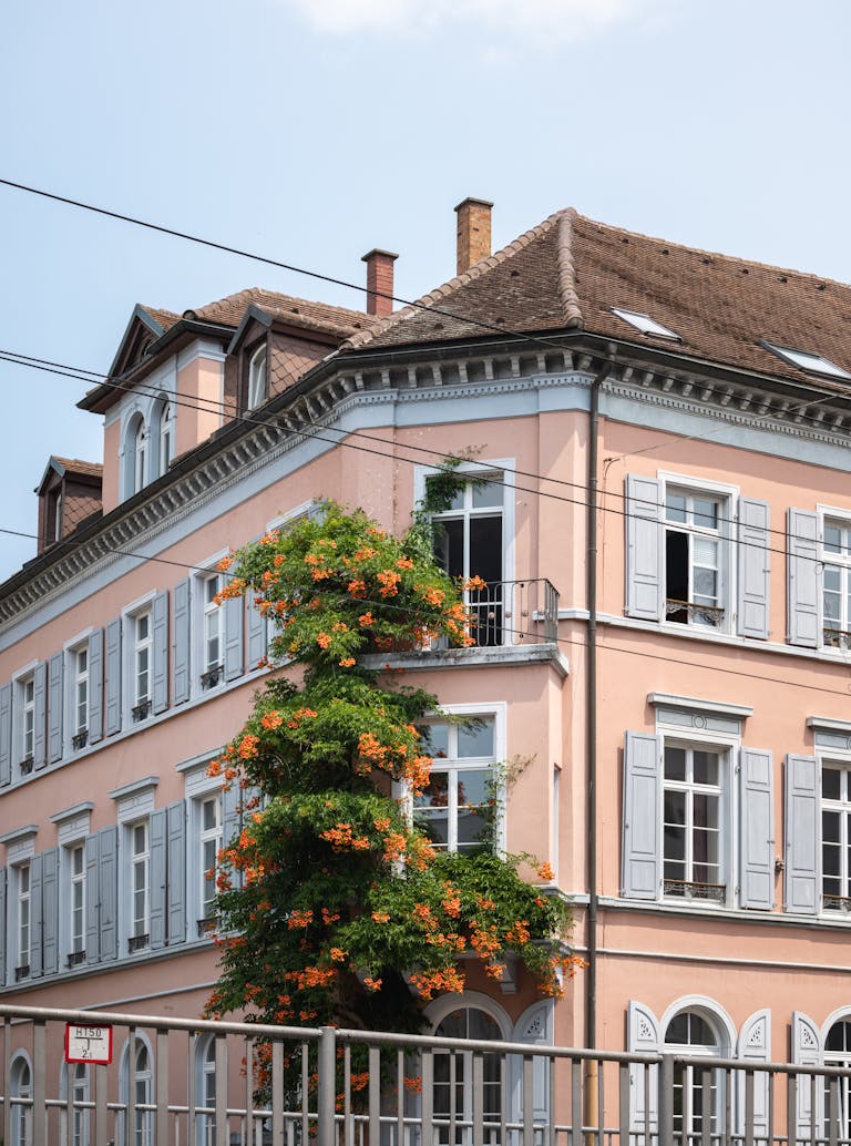 Beautiful pink building in Freiburg with colorful climbing flowers and classic European architecture.