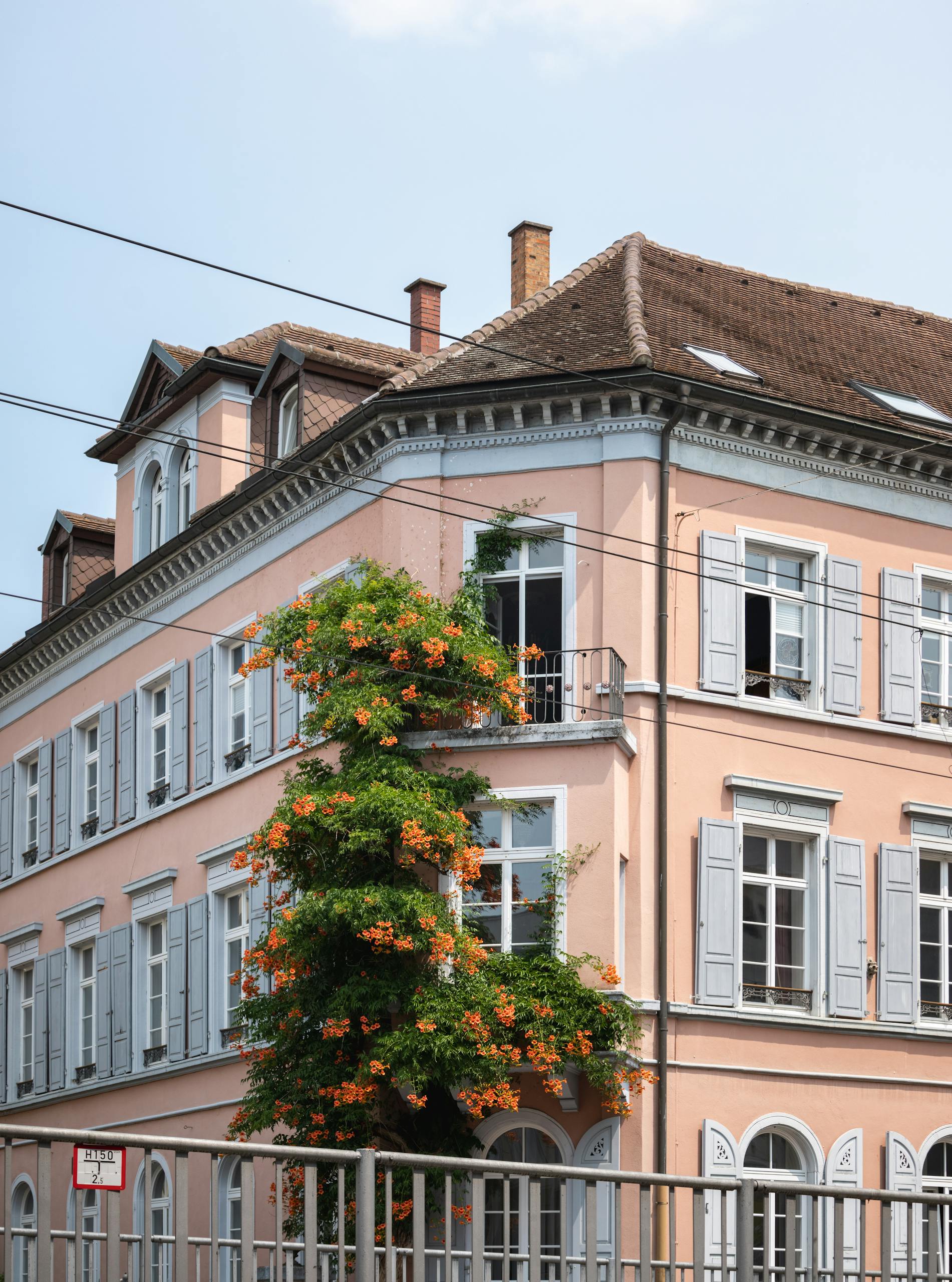 Beautiful pink building in Freiburg with colorful climbing flowers and classic European architecture.